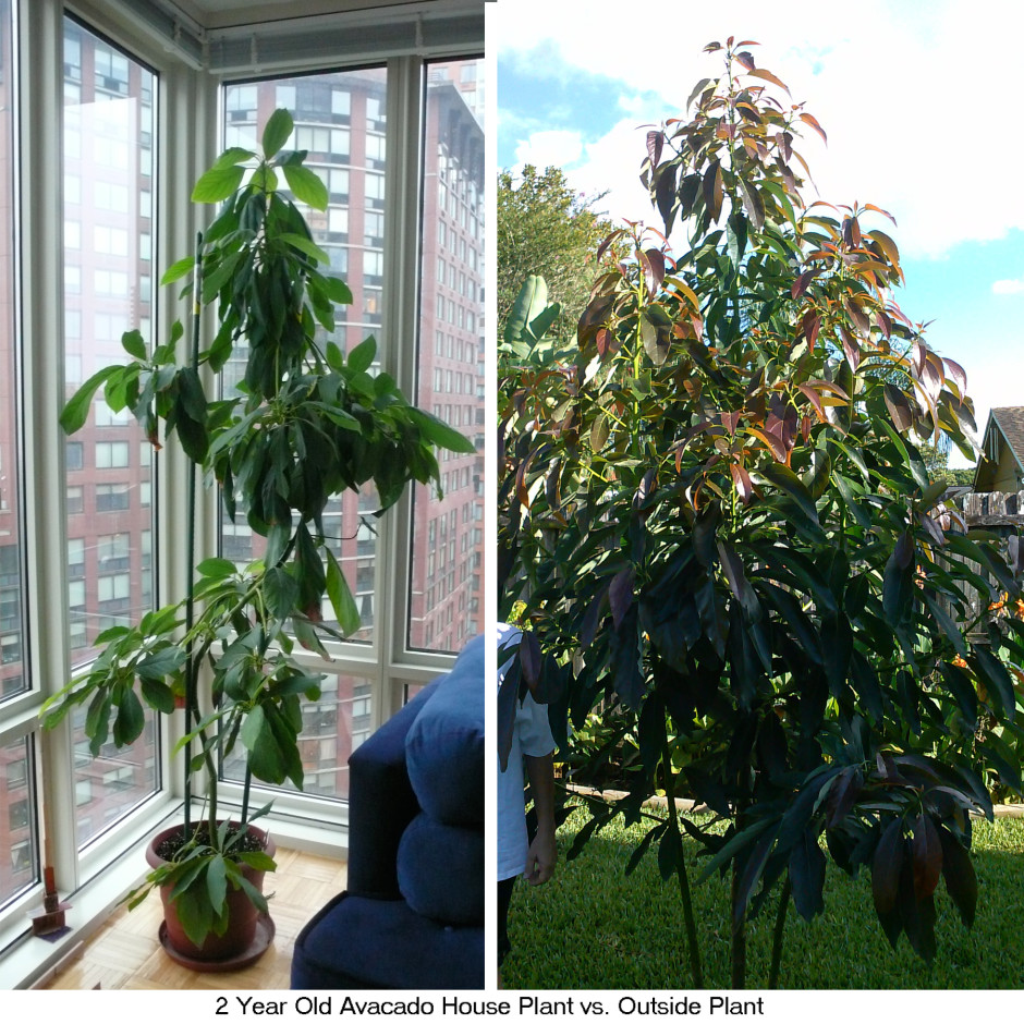 2-yr old avacado tree comparison