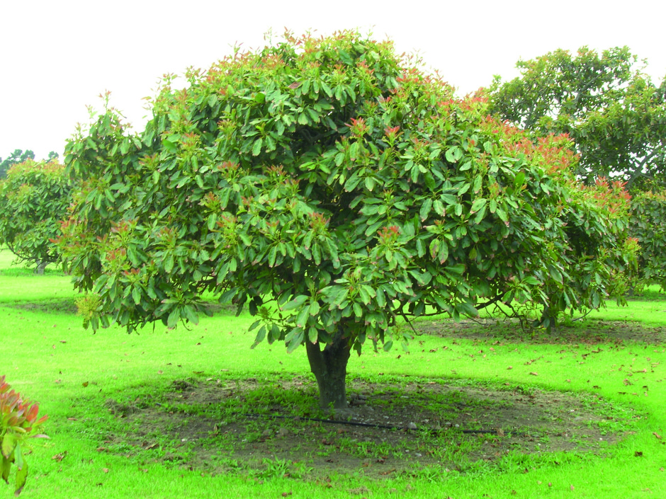 Avacado Tree