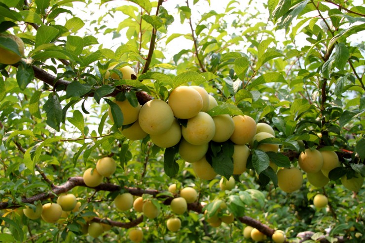 Fruitful Tree Branch